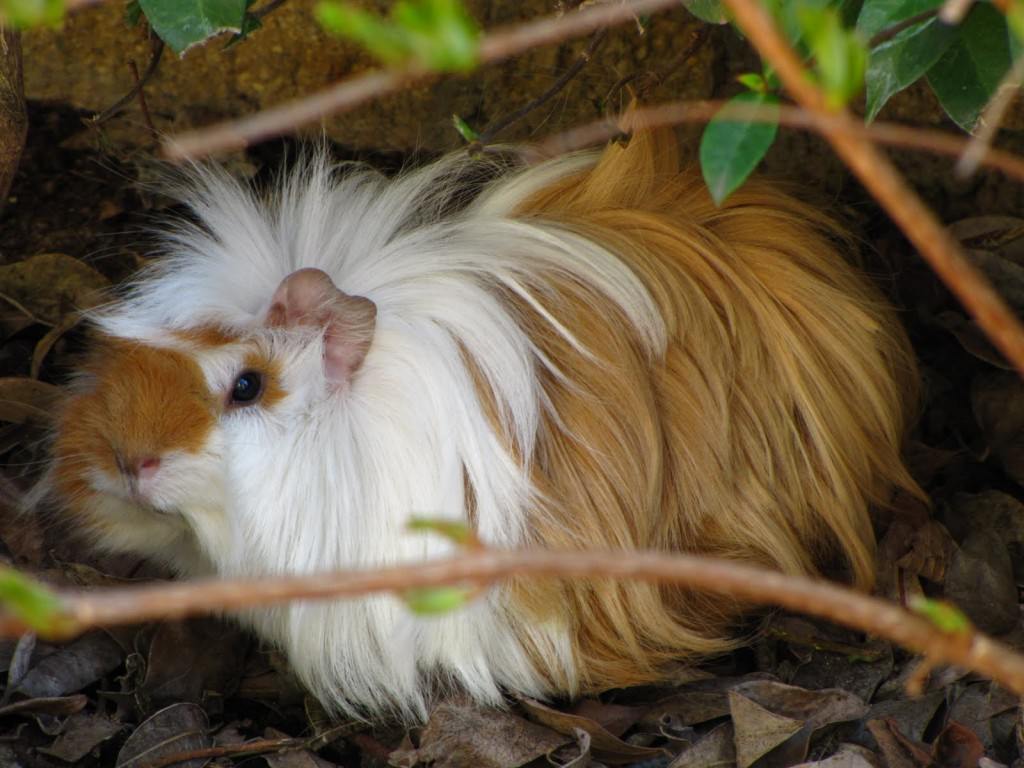 Cavia peruviana Zoo Grunwald