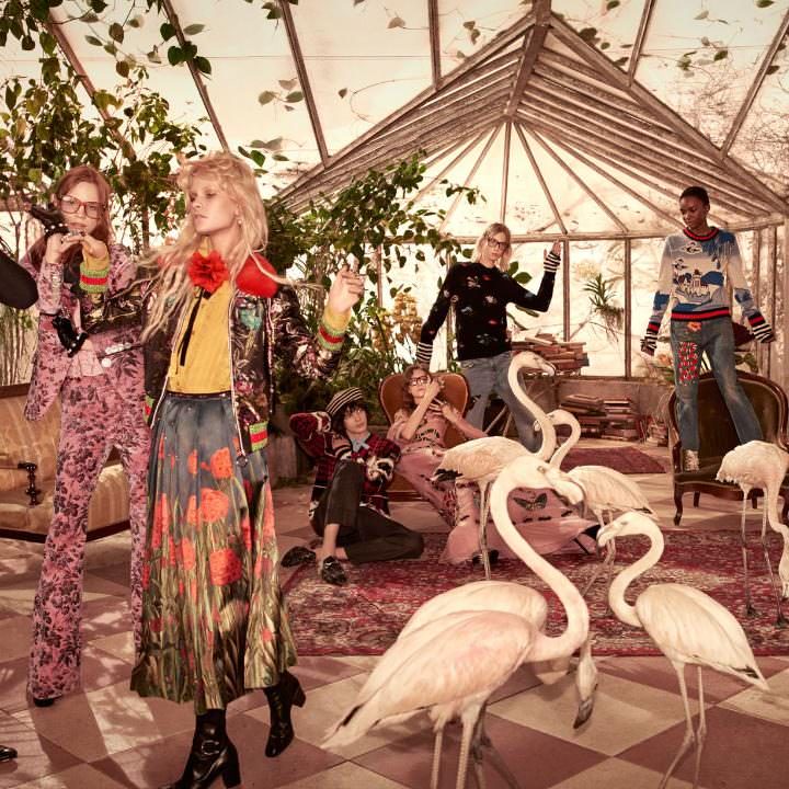 gucci fenicotteri